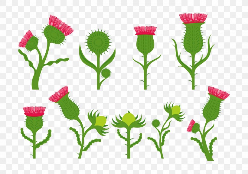 Flower Thistle Daisy Family Petal, PNG, 1400x980px, Flower, Daisy, Daisy Family, Drawing, Flowering Plant Download Free