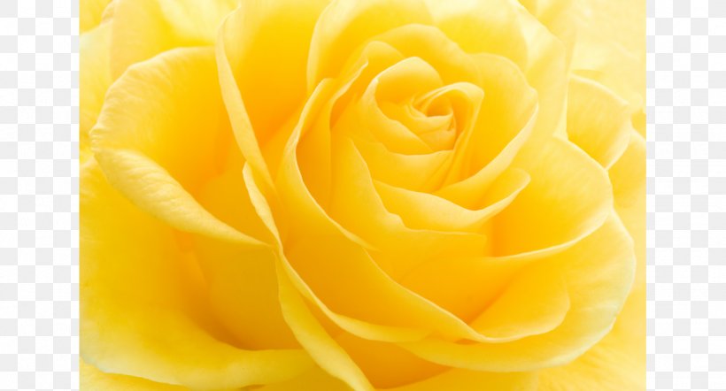 Garden Roses Yellow Fototapet Flower Wallpaper, PNG, 1228x662px, Garden Roses, Close Up, Color, Cut Flowers, Desktop Metaphor Download Free