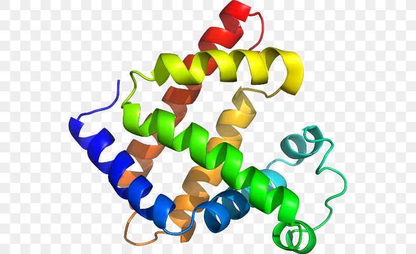 Line Myoglobin Clip Art, PNG, 549x500px, Myoglobin Download Free