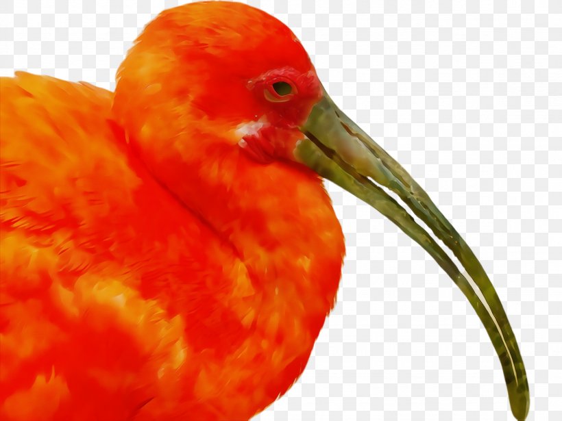 Orange, PNG, 2308x1732px, Watercolor, Beak, Bird, Ibis, Orange Download Free