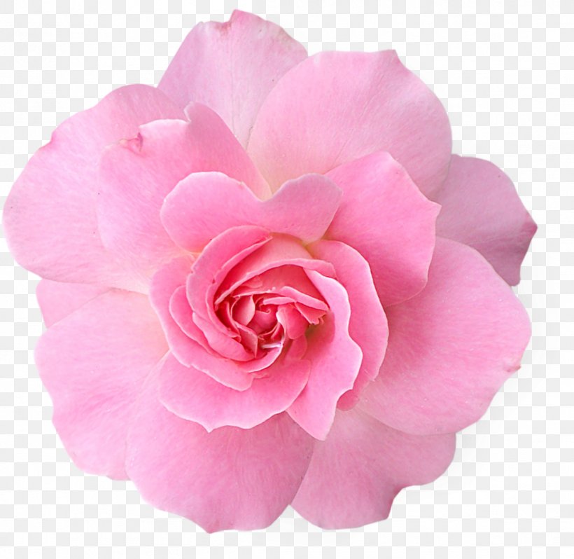 Pink Flowers Rose Clip Art, PNG, 1159x1128px, Pink Flowers, Camellia, China Rose, Color, Cut Flowers Download Free