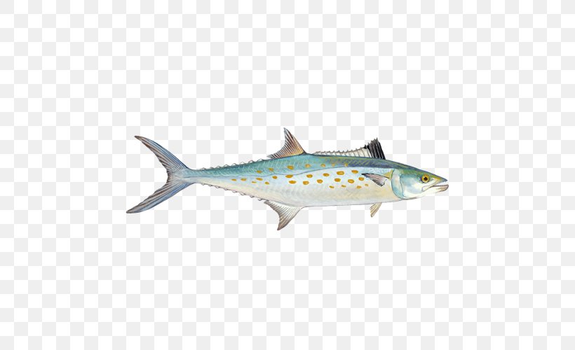 Sardine King Mackerel Seafood Watch Chub Mackerel, PNG, 500x500px, Sardine, Atlantic Mackerel, Atlantic Spanish Mackerel, Bonito, Bony Fish Download Free