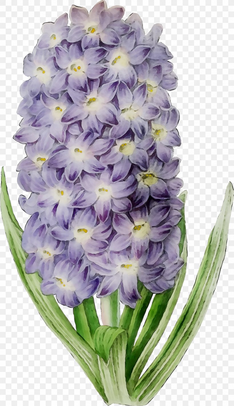 Hyacinth Cut Flowers Herbaceous Plant Family M Invest D.o.o., PNG, 1472x2548px, Hyacinth, Cut Flowers, Dendrobium, Family M Invest Doo, Flower Download Free