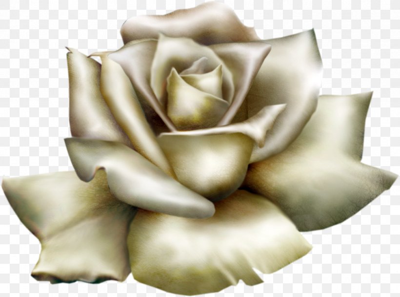 Rose White Clip Art, PNG, 1005x746px, Rose, Black Rose, Blog, Cushion, Drawing Download Free