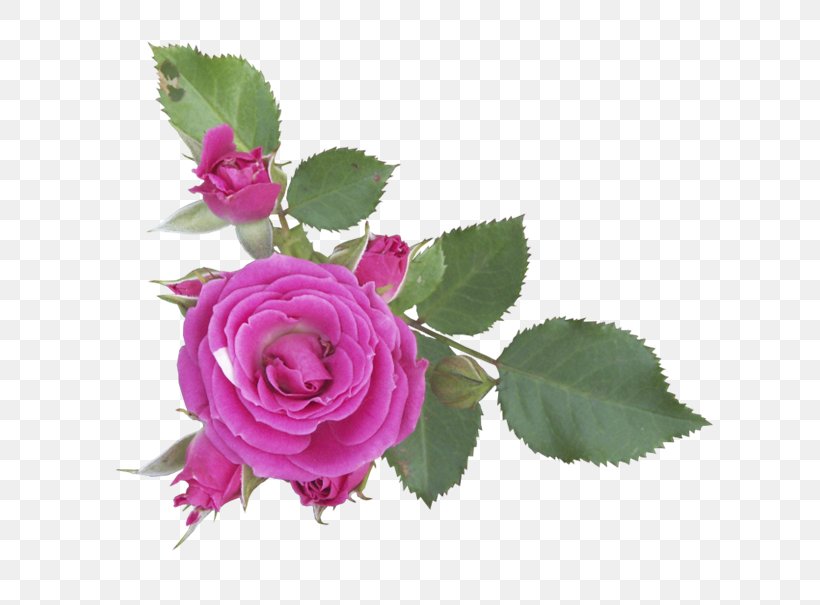 Flower Digital Image Clip Art, PNG, 670x605px, Flower, Artificial Flower, Compass Rose, Cut Flowers, Digital Image Download Free