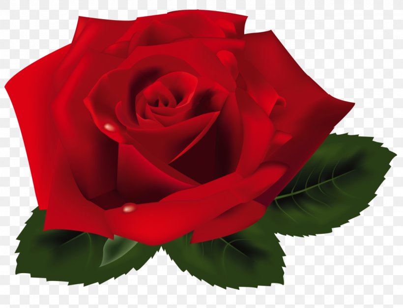 Rose Clip Art, PNG, 1280x980px, Rose, China Rose, Color, Cut Flowers, Floribunda Download Free