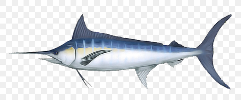 Shark, PNG, 800x340px, Fish, Albacore Fish, Atlantic Blue Marlin, Cretoxyrhina, Fin Download Free