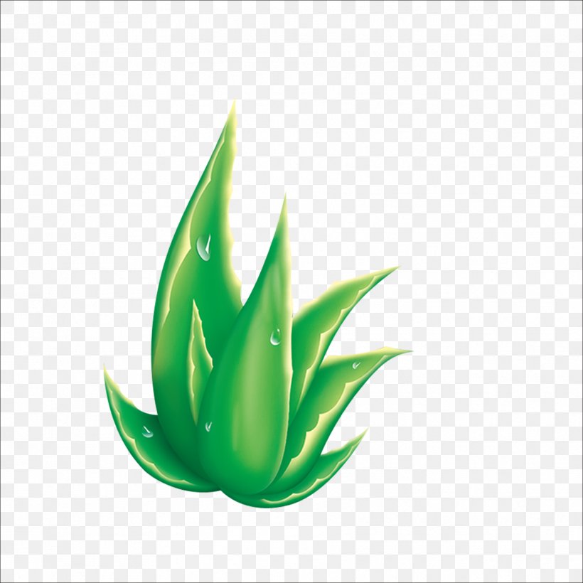 Aloe Raster Graphics Euclidean Vector, PNG, 1773x1773px, Aloe, Agave, Element, Grass, Green Download Free