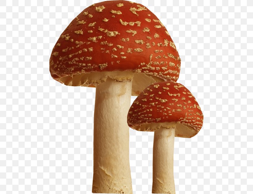Amanita Muscaria Mushroom Photography, PNG, 500x630px, Amanita Muscaria, Amanita, Fungus, Mushroom, Photography Download Free
