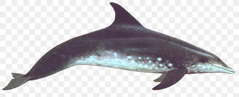 Common Bottlenose Dolphin Wholphin Rough-toothed Dolphin Porpoise Short-beaked Common Dolphin, PNG, 1560x636px, Common Bottlenose Dolphin, Animal Figure, Atlantic Spotted Dolphin, Bottlenose Dolphin, Cetacea Download Free