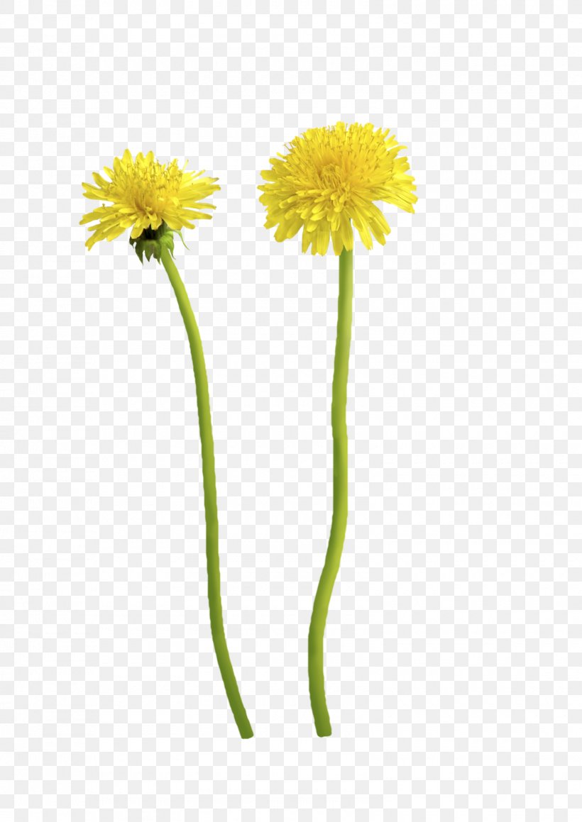 Dandelion Cut Flowers Transvaal Daisy Plant Stem, PNG, 1600x2263px, Dandelion, Cut Flowers, Daisy, Daisy Family, Flower Download Free