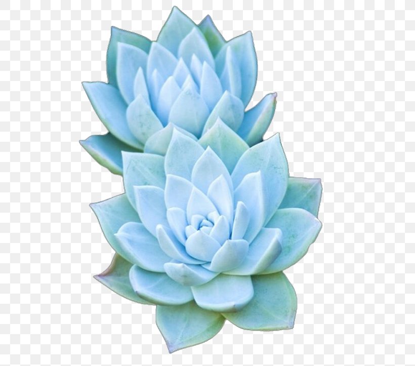 Succulent Plant Artificial Flower Agave, PNG, 720x723px, Succulent Plant, Agave, Aqua, Artificial Flower, Cactaceae Download Free