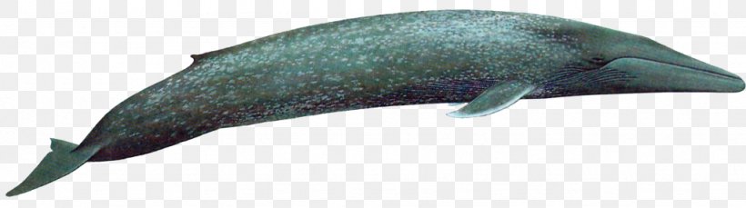 Tucuxi Porpoise Cetacea Baleen Whale Clip Art, PNG, 1024x286px, Tucuxi, Animal Figure, Baleen, Baleen Whale, Blue Whale Download Free