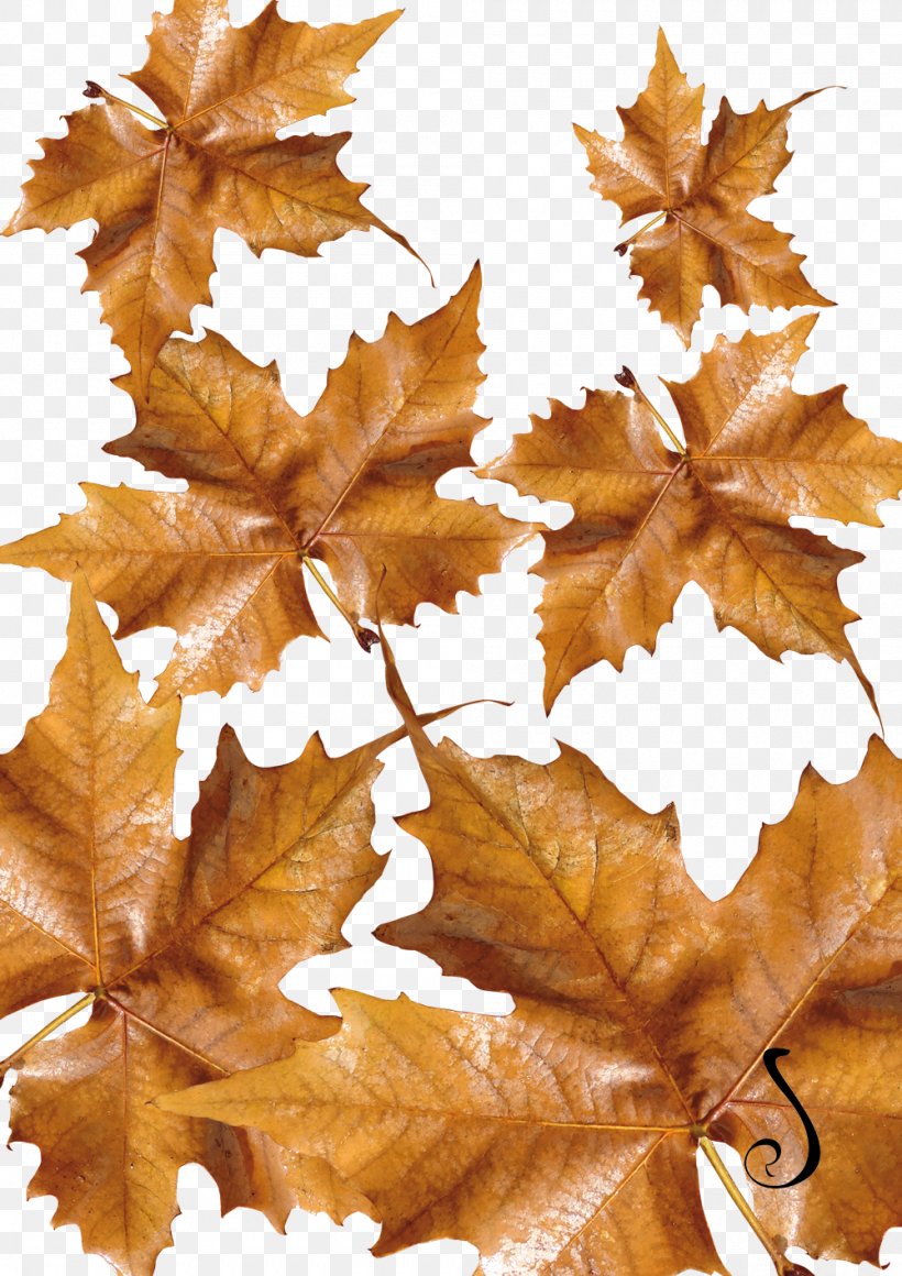 Autumn Flower Maple Leaf, PNG, 1000x1415px, Autumn, Artisan, Com, Fairy, Flower Download Free