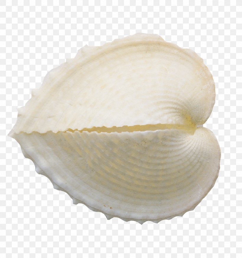 Clip Art Cockle Image Mollusc Shell, PNG, 1497x1600px, Cockle, Beach, Clam, Clams Oysters Mussels And Scallops, Conch Download Free