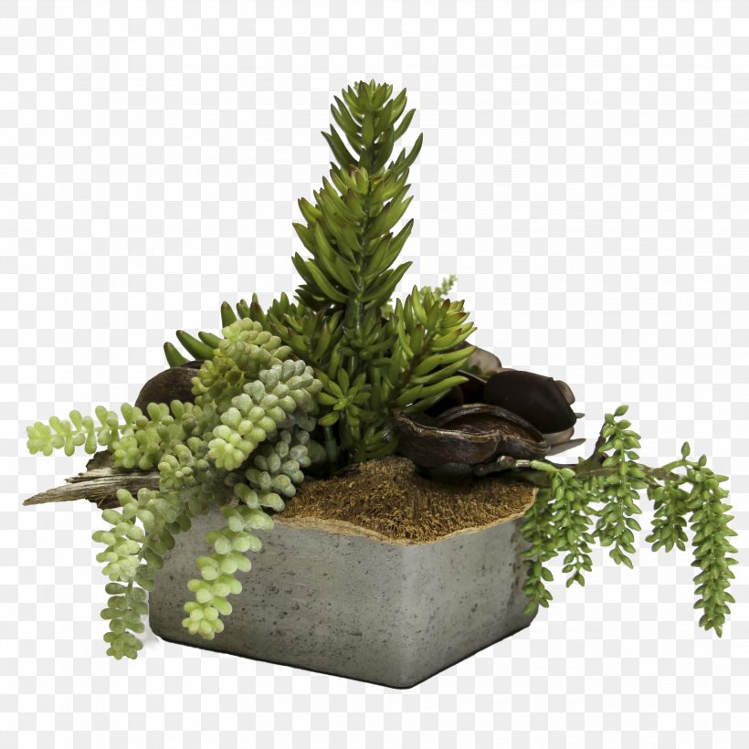 Flowerpot Tree Houseplant, PNG, 3217x3217px, Flowerpot, Evergreen, Houseplant, Plant, Tree Download Free