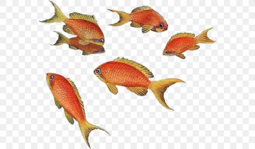 Goldfish Angelfish Aquarium Tropical Fish, PNG, 570x480px, Goldfish, Angelfish, Aquarium, Aquariums, Bony Fish Download Free