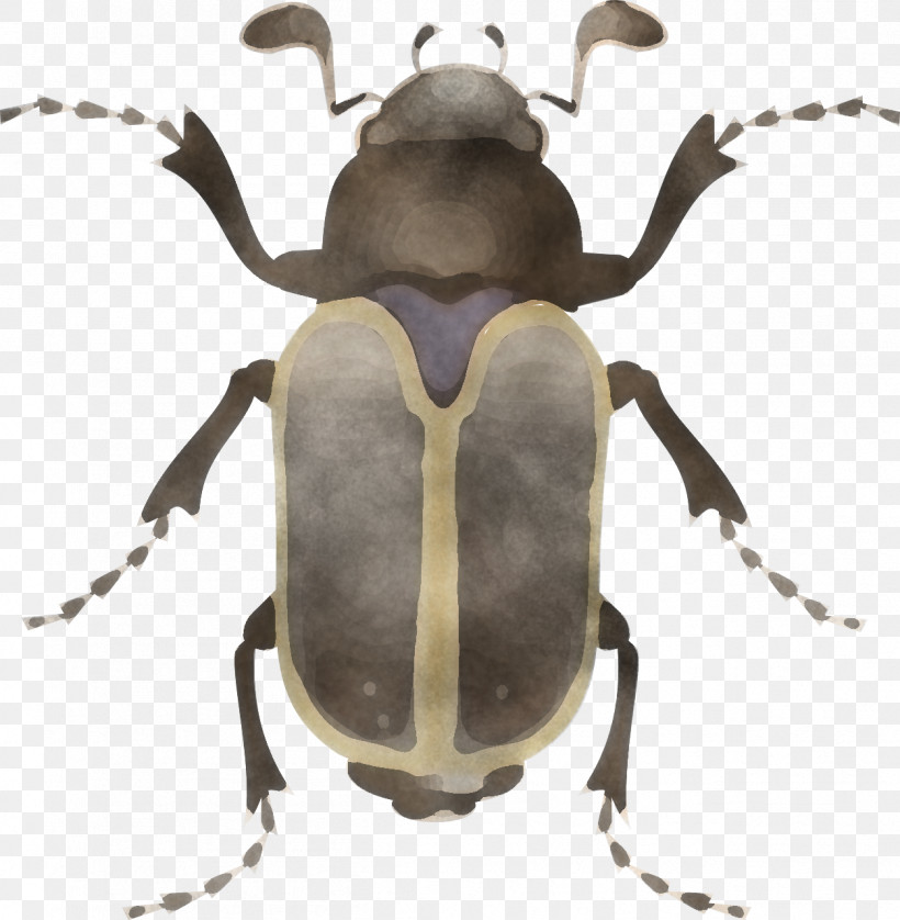 Insect Beetle Stag Beetles Elephant Beetle Weevil, PNG, 1252x1280px, Insect, Beetle, Blister Beetles, Cetoniidae, Elephant Beetle Download Free