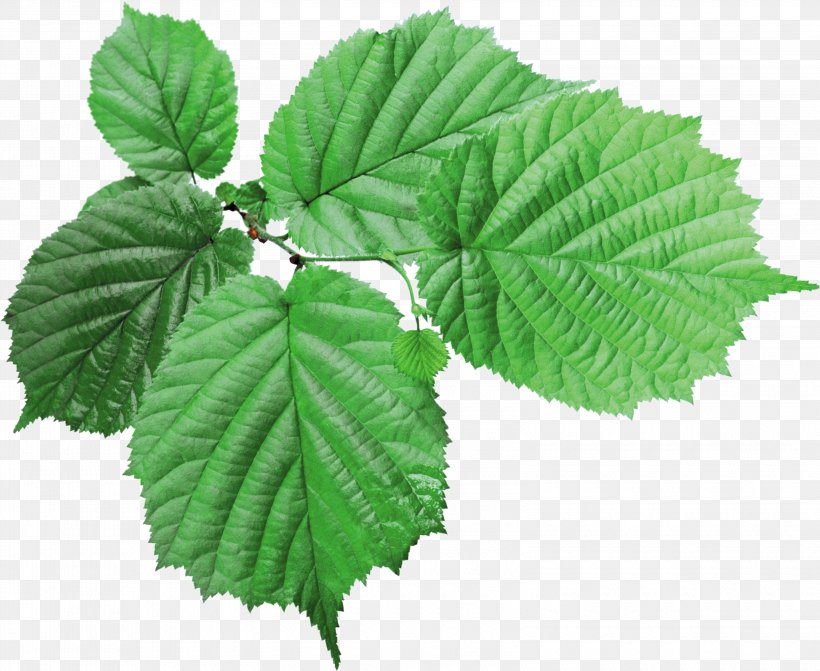 Leaf Green, PNG, 3200x2620px, Leaf, Autumn Leaf Color, Dots Per Inch, Green, Image Resolution Download Free