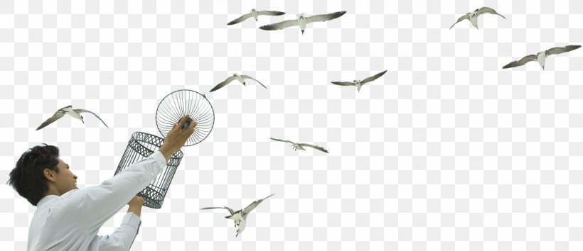 Beak Gulls Seabird Tatami Centro Yoga E Discipline Olistiche Almaluna Hotel & Resort, PNG, 1391x601px, Beak, Bird, Feather, Gulls, Holism Download Free