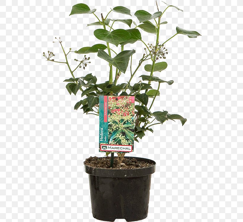 Flowerpot Herb Houseplant Shrub Plant Stem, PNG, 545x750px, Flowerpot, Flora, Flower, Herb, Houseplant Download Free