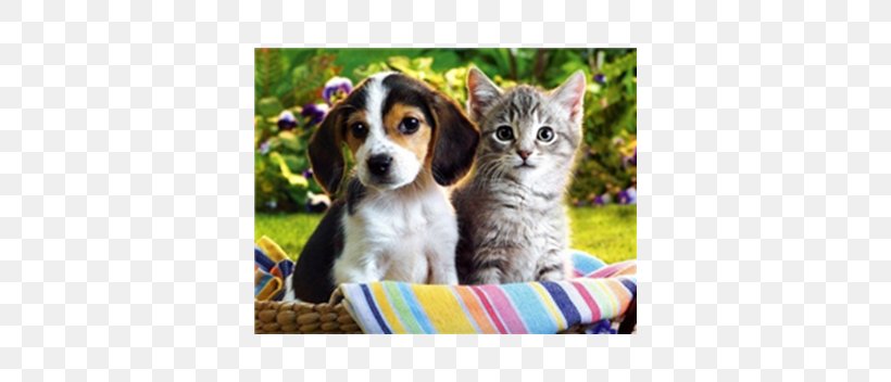 Puppy Kitten Cat Pet Golden Retriever, PNG, 352x352px, Puppy, Beagle, Carnivoran, Cat, Cat Like Mammal Download Free