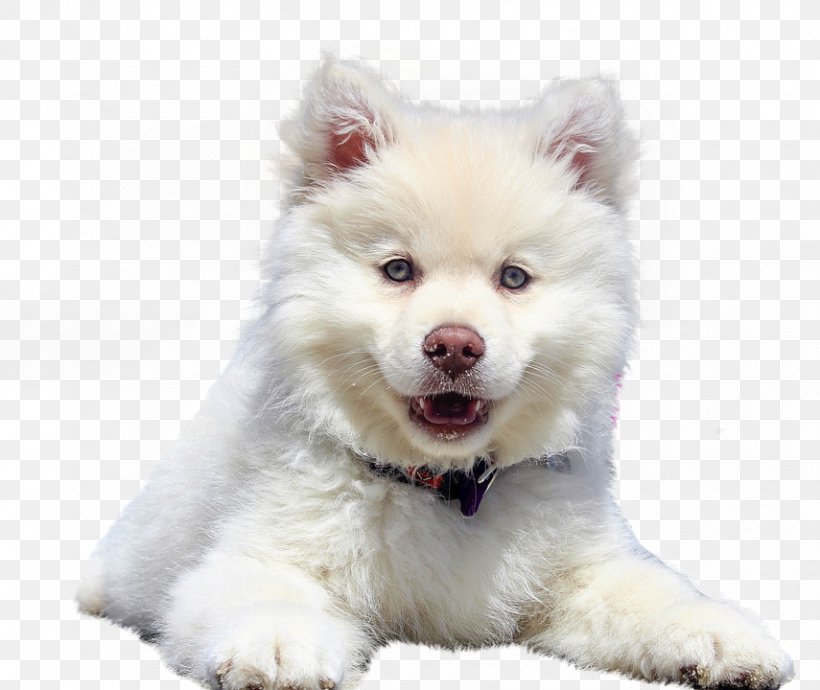 Puppy Pet Samoyed Dog Your Pup Kitten, PNG, 855x720px, Puppy, American Eskimo Dog, Canadian Eskimo Dog, Carnivoran, Companion Dog Download Free