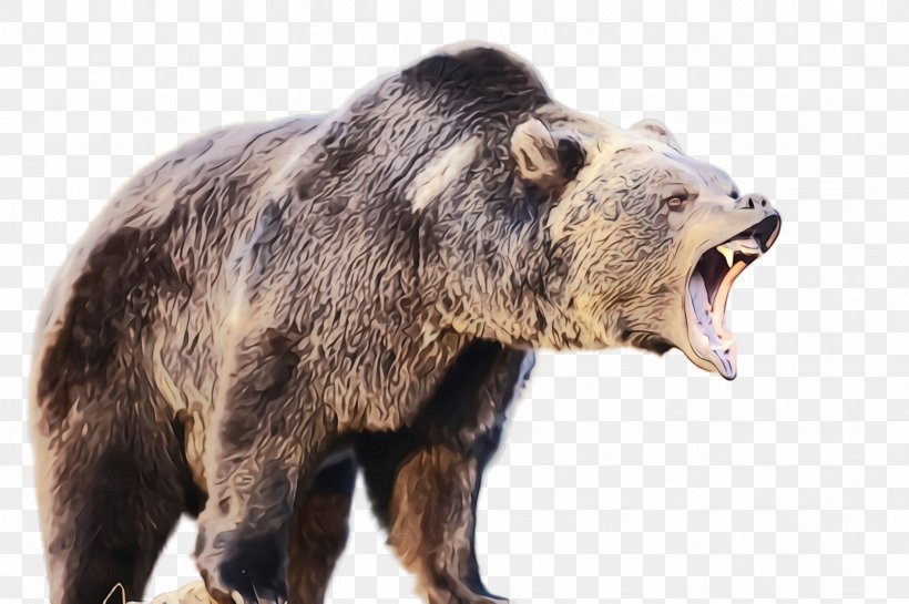 Bear Grizzly Bear Terrestrial Animal Brown Bear Snout, PNG, 2452x1632px, Watercolor, American Black Bear, Bear, Brown Bear, Grizzly Bear Download Free