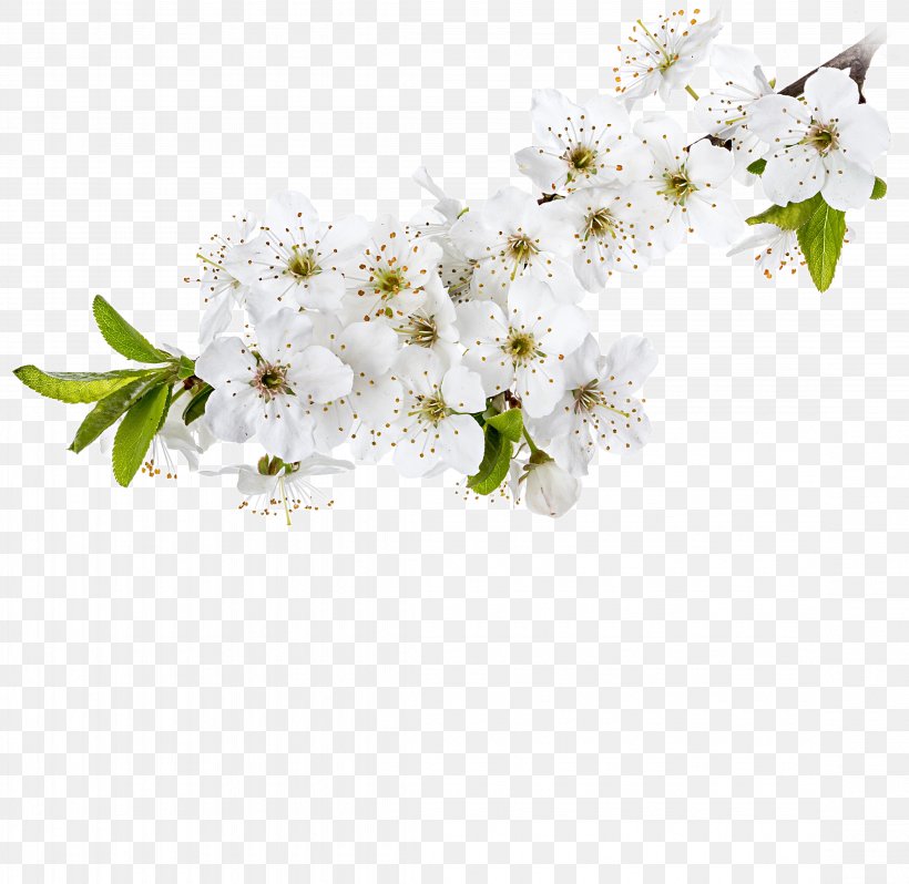 Cut Flowers Stock Photography Twig, PNG, 4495x4377px, Cut Flowers, Apple, Blossom, Branch, Cherry Blossom Download Free