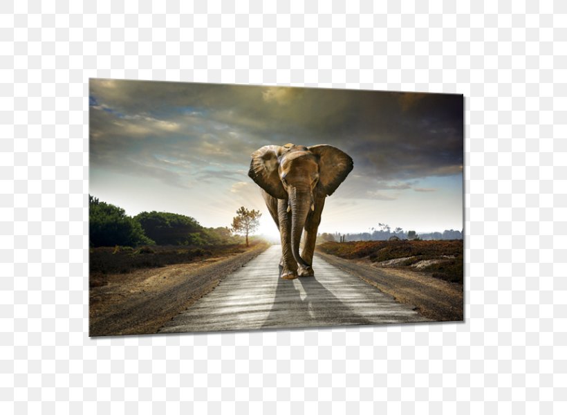 Elephantidae African Elephant Painting Canvas, PNG, 600x600px, Elephantidae, African Elephant, Animal, Art, Beslistnl Download Free