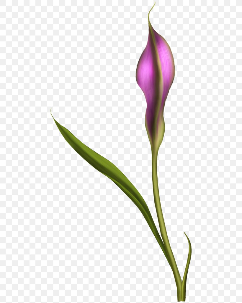 English Lavender Flower Tulip Petal Plant Stem, PNG, 481x1024px, English Lavender, Biscuits, Bud, Flavor, Flora Download Free