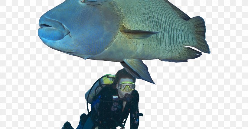 Humphead Wrasse Green Humphead Parrotfish Scuttling Of SMS Cormoran, PNG, 1170x610px, Humphead Wrasse, Fauna, Fish, Green Humphead Parrotfish, Organism Download Free