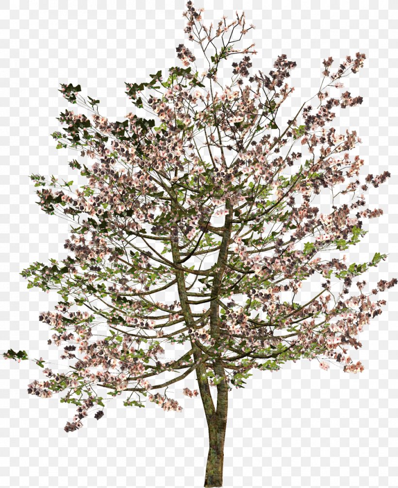 Tree Shrub Twig Clip Art, PNG, 996x1220px, Tree, Blossom, Branch, Cherry Blossom, Class Download Free