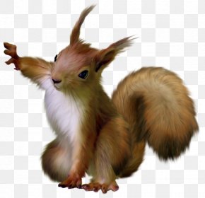 Squirrel - Rodent Tree Squirrels Raccoon Clip Art PNG