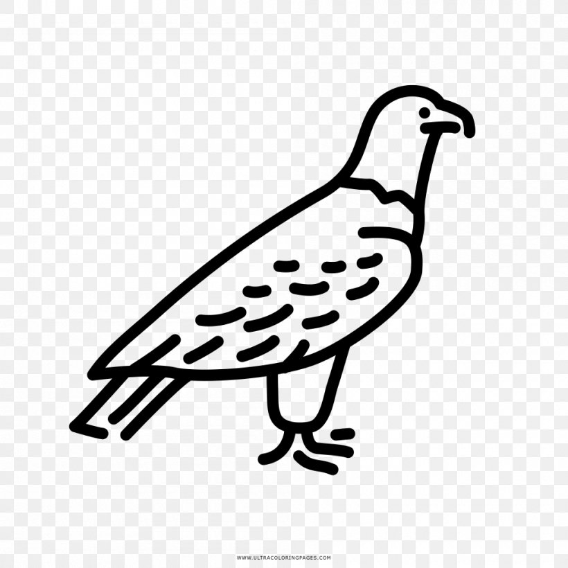 Beak Drawing Eagle Coloring Book Bird, PNG, 1000x1000px, Beak, Artwork, Bird, Bird Nest, Black And White Download Free