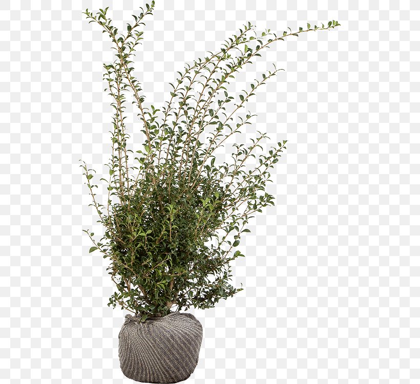 Flowerpot Houseplant Shrub Herb Branching, PNG, 513x750px, Flowerpot, Branch, Branching, Grass, Herb Download Free