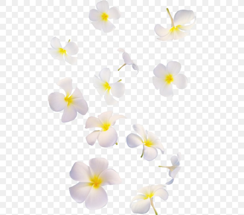 Moth Orchids, PNG, 500x724px, Moth Orchids, Flower, Flowering Plant, Moth Orchid, Orchids Download Free