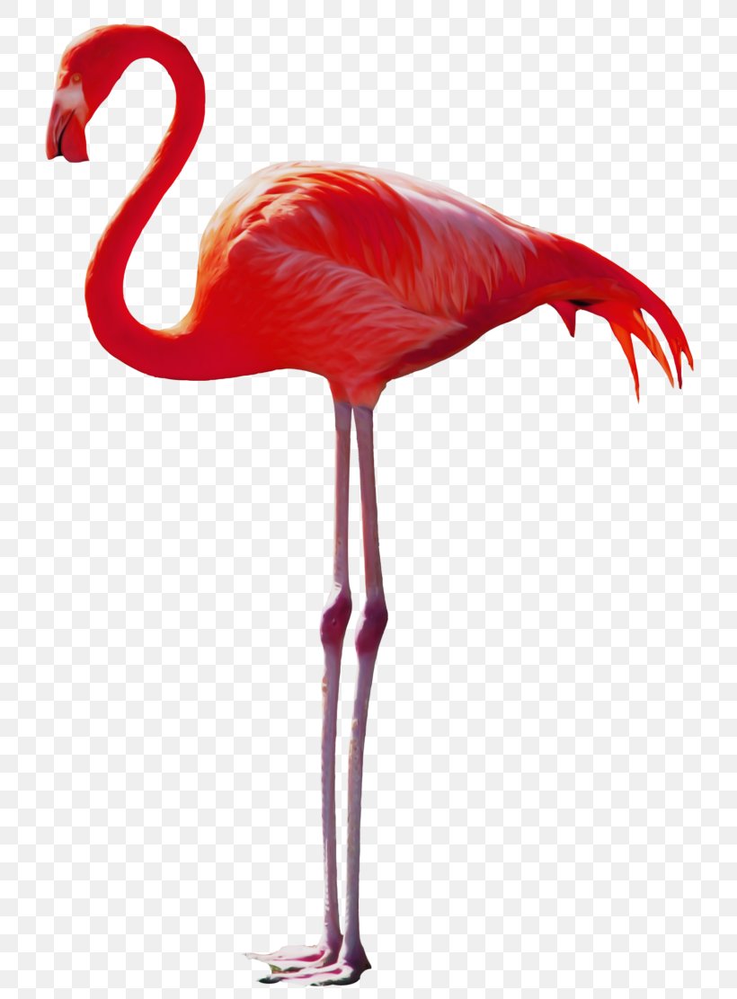 Bird Image Animal Painting, PNG, 768x1112px, Bird, Animal, Beak, Drawing, Flamingo Download Free