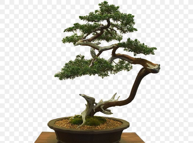 Chinese Sweet Plum Flowerpot Bonsai Houseplant Tree, PNG, 549x609px, Chinese Sweet Plum, Bonsai, Branch, Evergreen, Flowerpot Download Free