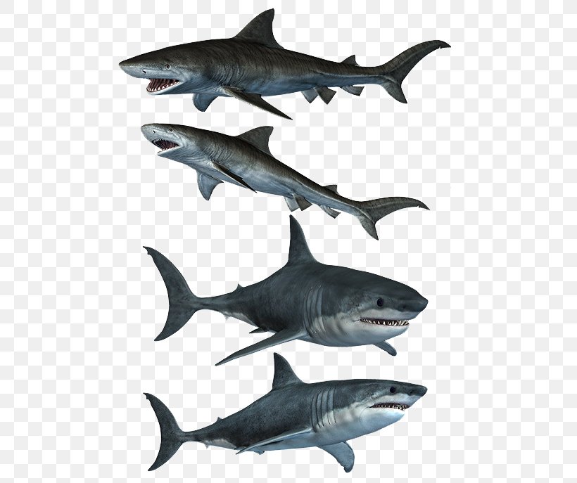 Great White Shark DeviantArt Stock, PNG, 510x687px, Shark, Art, Carcharhiniformes, Cartilaginous Fish, Computer Download Free