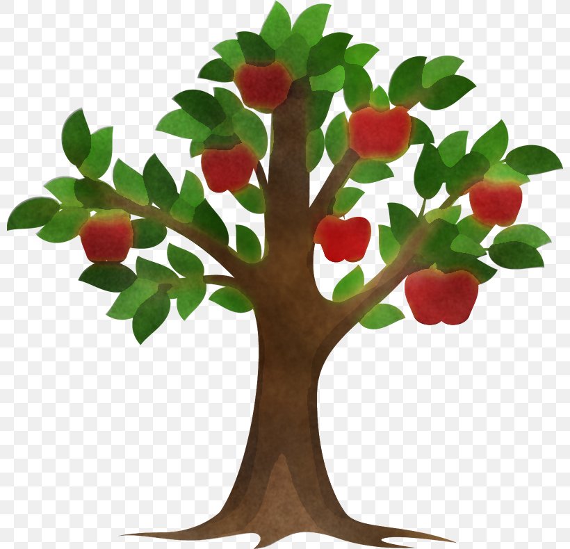 Holly, PNG, 800x790px, Tree, Branch, Cherry, Flower, Fruit Download Free