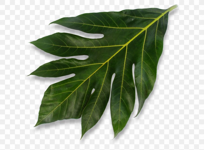 Leaf, PNG, 1400x1030px, Leaf, Plant Download Free