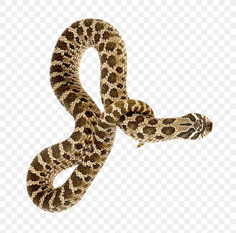 Snakes Clip Art Transparency Image, PNG, 850x840px, Snakes, Animal, Bullsnake, Burmese Python, Cobra Download Free