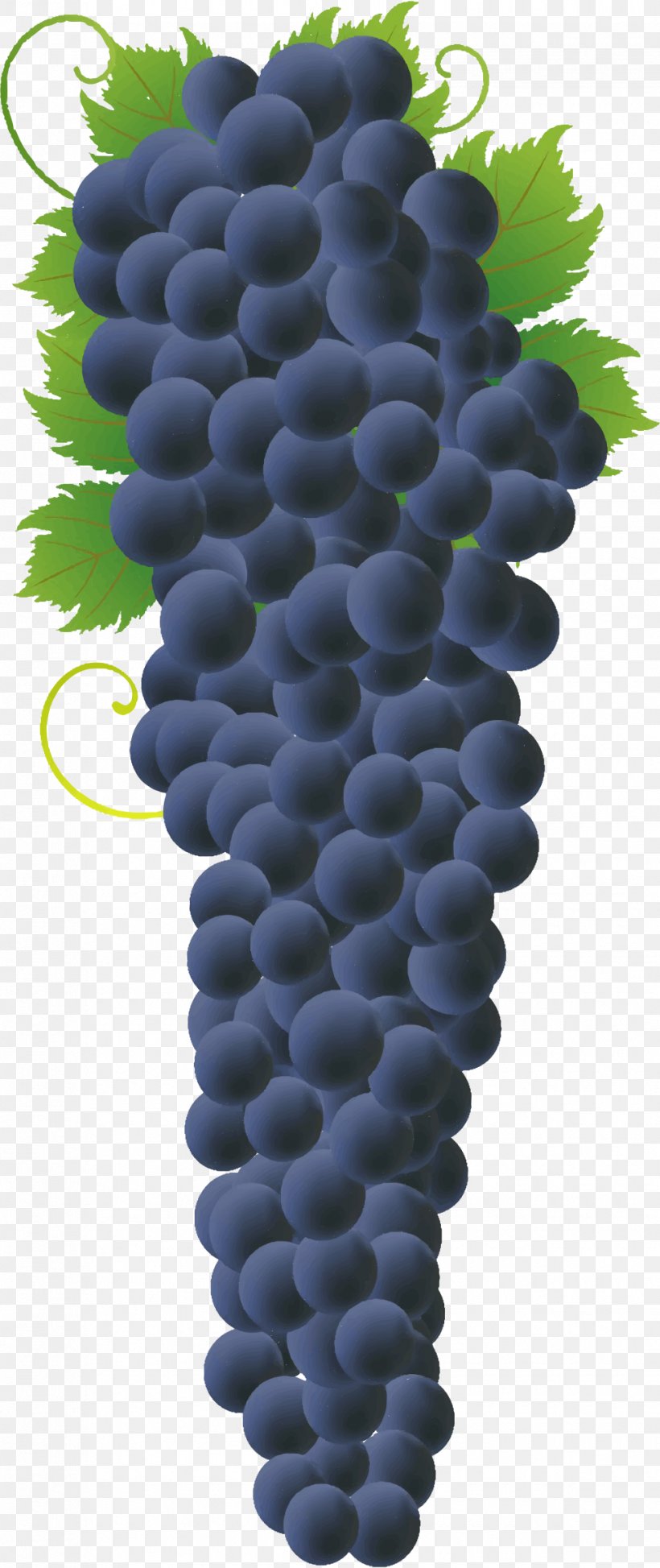 Common Grape Vine Concord Grape Wine Grape Juice, PNG, 970x2304px, Common Grape Vine, Bilberry, Concord Grape, Flowering Plant, Food Download Free
