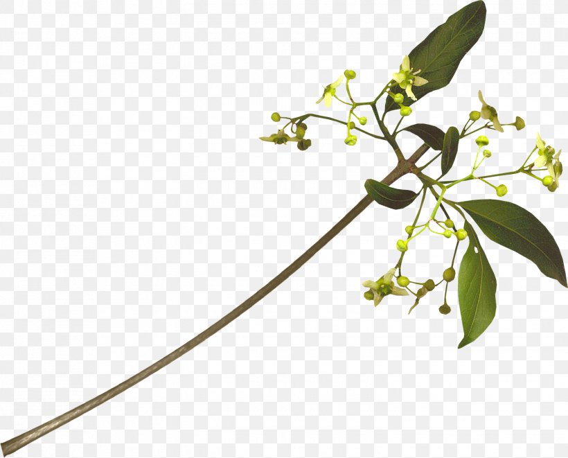 Flowering Plant Plant Stem Graphic Artist, PNG, 1525x1230px, Flower, Branch, Branching, Database, Flora Download Free