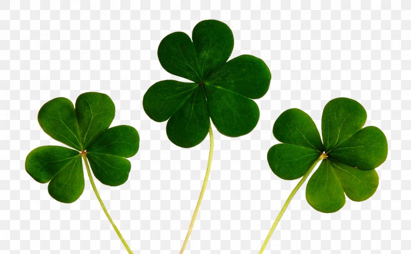 Good Luck Charm Four-leaf Clover Superstition, PNG, 1280x793px, 4k Resolution, Luck, Clover, Fourleaf Clover, Good Luck Charm Download Free