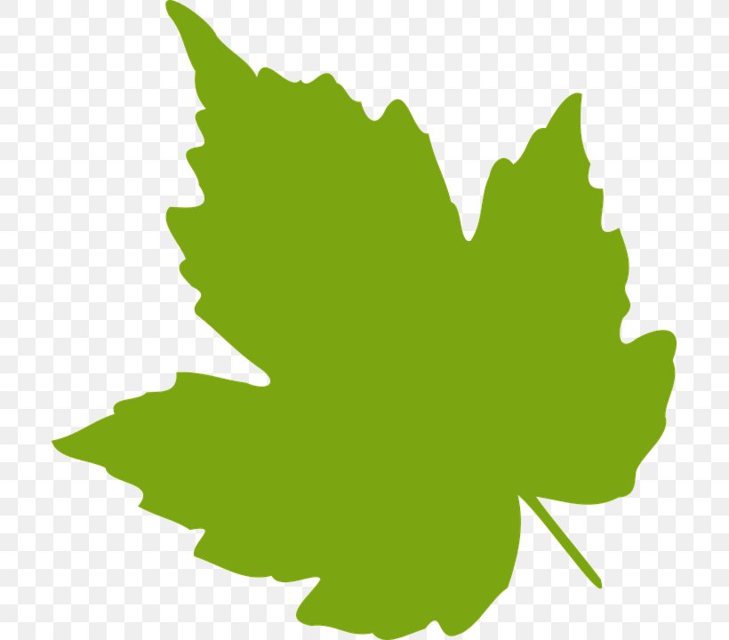 Grape Leaves Grapevines Clip Art, PNG, 703x720px, Grape Leaves, Autumn Leaf Color, Flowering Plant, Grape, Grapevines Download Free