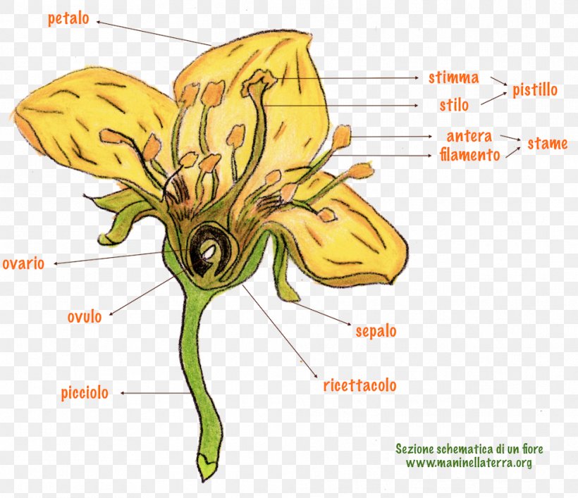 Petal Flower Gynoecium Honey Bee Lilium, PNG, 987x852px, Watercolor, Cartoon, Flower, Frame, Heart Download Free