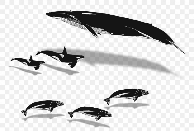 Whales Whale Watching Humpback Whale Blue Whale Killer Whale, PNG, 1200x813px, Whales, Baleen Whale, Beak, Beluga Whale, Bird Download Free