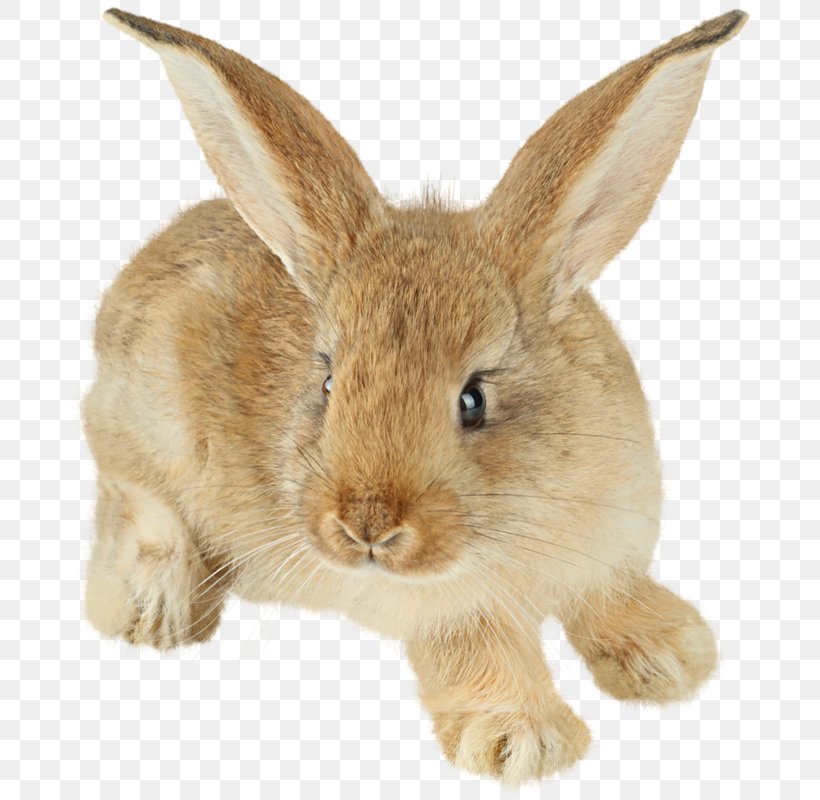 Easter Bunny Hare Cottontail Rabbit Domestic Rabbit European Rabbit, PNG, 689x800px, Easter Bunny, Cottontail Rabbit, Domestic Rabbit, European Rabbit, Fauna Download Free